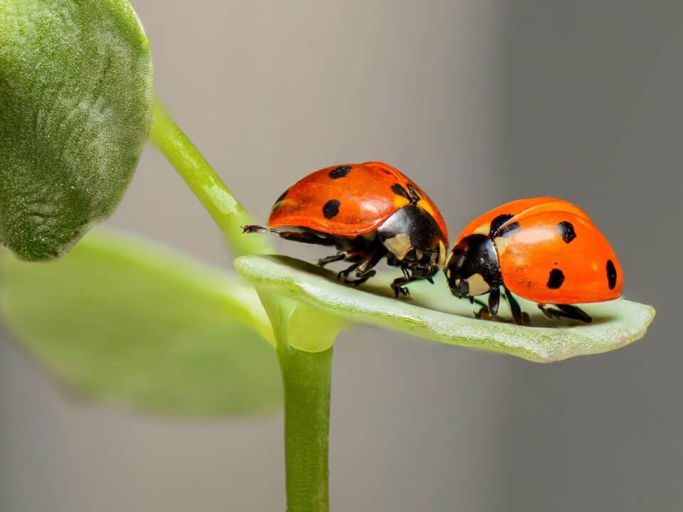 emozioni coppia